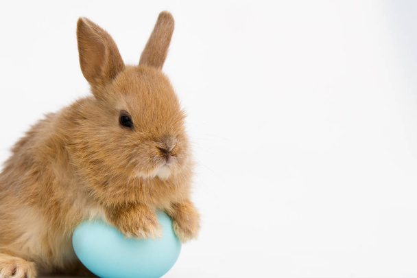 Easter bunny rabbit with eggs. - Photo, Image