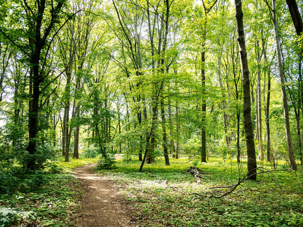 Chemin à travers les bois : Forêt dans le parc Tiergarten à Berlin, Allemagne Au printemps
 - Photo, image