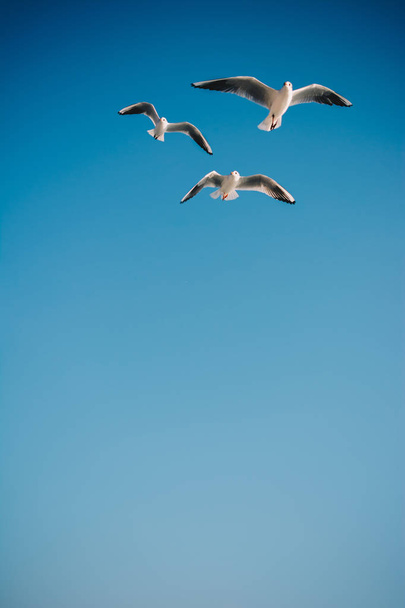 Les mouettes volent dans le ciel
 - Photo, image