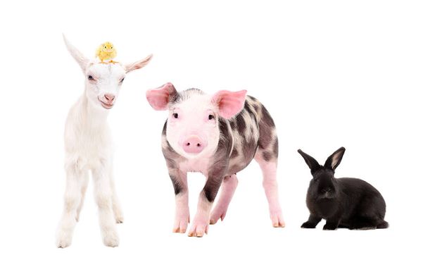 Милые фермерские животные, стоящие вместе на белом фоне
 - Фото, изображение