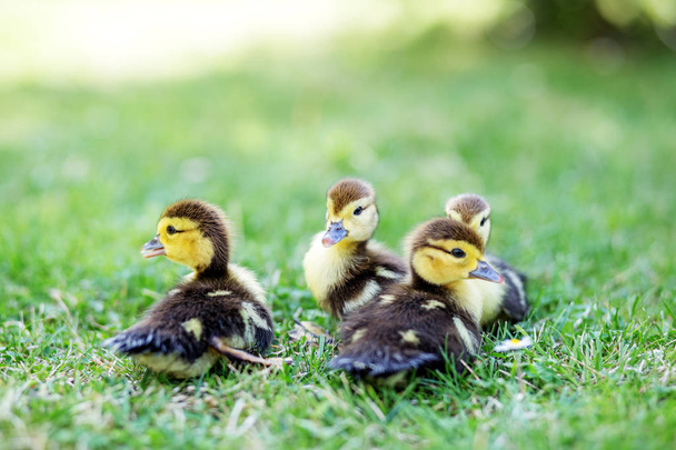 Many little ducklings on the grass. The concept of pets, farm, farming - Photo, Image