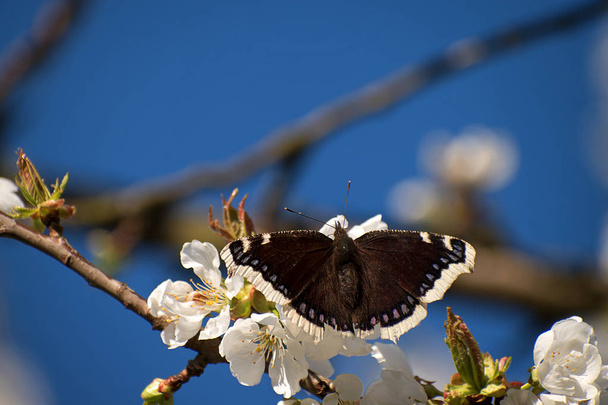 Butterfly Nymphalis antiopa op kersenbloesem. Witte Kersenbloesems in het voorjaar. Blauwe hemel. - Foto, afbeelding