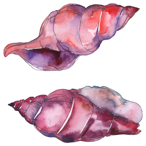 Фіолетова морська тропічна черепашка ізольована на білому. Набір ілюстрацій акварельного фону
.  - Фото, зображення