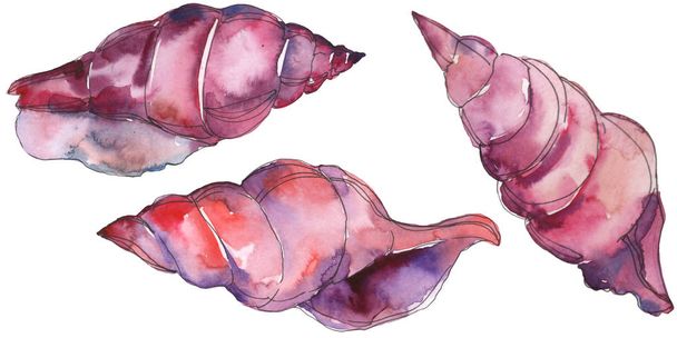 Concha marina tropical púrpura aislada en blanco. Acuarela fondo ilustración conjunto
.  - Foto, Imagen