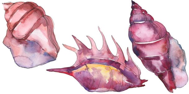 Purple marine tropical seashell isolated on white. Watercolor background illustration set.  - Foto, afbeelding