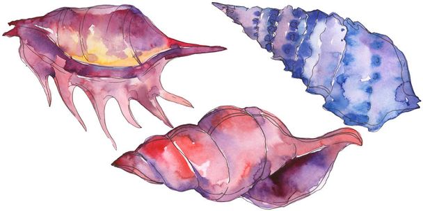 Purple marine tropical seashell isolated on white. Watercolor background illustration set.  - Foto, Imagem