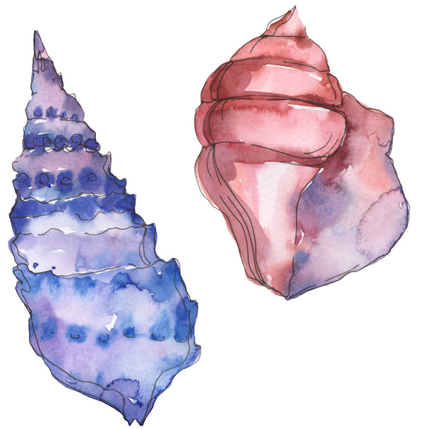 Blue and purple marine tropical seashell isolated on white. Watercolor background illustration set.  - Фото, изображение