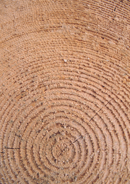 vista de cerca de la textura de madera
 - Foto, Imagen