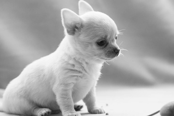 Little puppy on a gray background. - Photo, Image