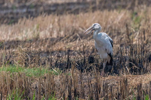 Ázsiai tátogató gólya gólya keres a távolság a rizs területén betakarítás után - Fotó, kép