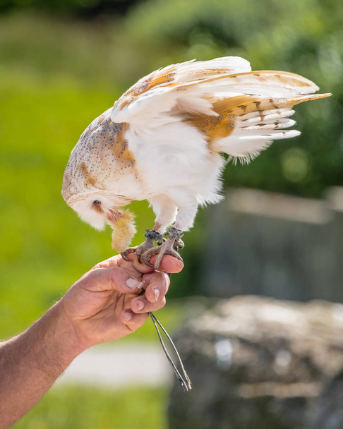 A Barn Owl (Tyto alba) feeds from a falconers hand - Photo, Image