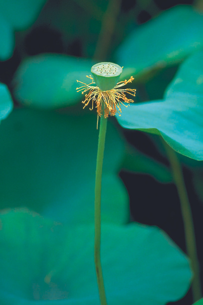 Closeup of beauty blossoming lotus flower - Foto, Imagem