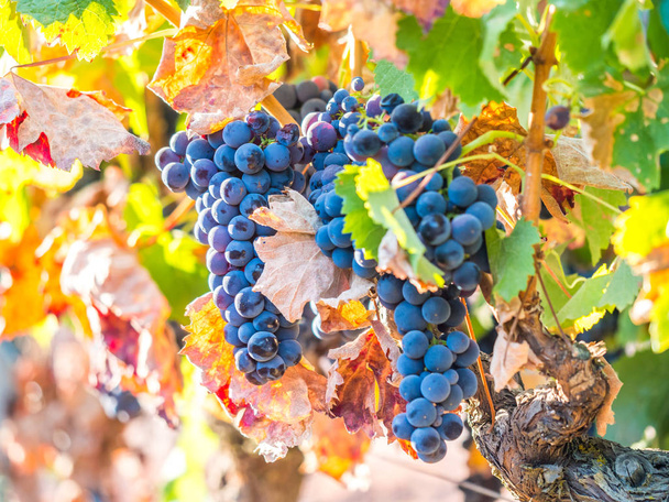 Bunches of red grapes growing in Setubal wine region, Portugal - Φωτογραφία, εικόνα
