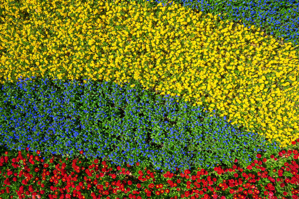 Detail of a flower bed of yellow, blue and red flowers from above - Photo, Image