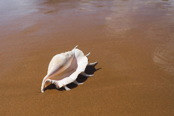 big seashell spider conch (lambis truncata) on the beach - Photo, Image
