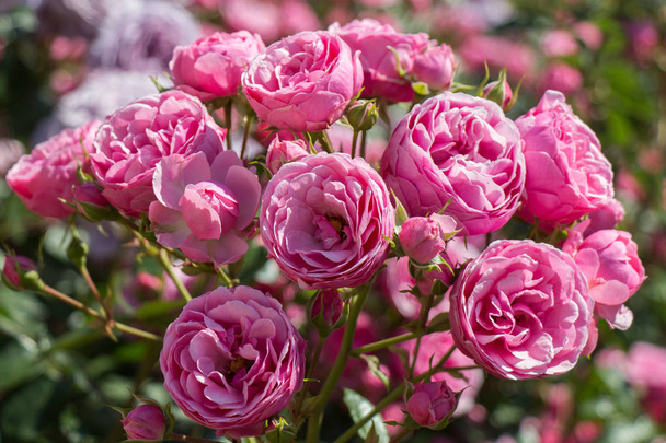 Jardín de rosas con hermosas rosas frescas
 - Foto, Imagen