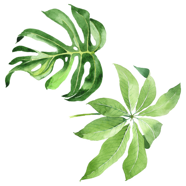 Folhas de palmeira exóticas tropicais havaianas verdes isoladas em branco. Conjunto de fundo aquarela
.  - Foto, Imagem