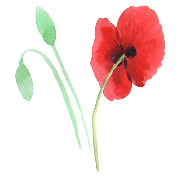 Red poppies isolated on white. Watercolor background illustration set.  - Foto, Imagem