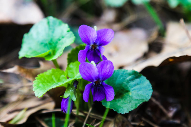 Wilde gemeenschappelijke blauwe viooltjes achtergrond. Aard, textuur - Foto, afbeelding