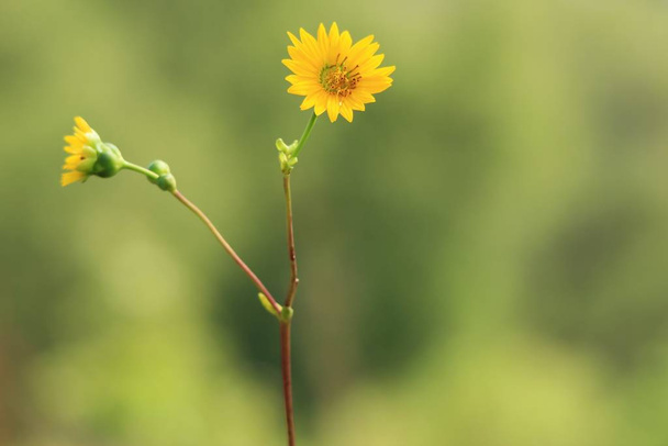 Bardzo uproszczony strzał żółty kwiat, Daisy prawdopodobnie. Z zielonym niewyraźne tło, skupić się na minimalistyczne kwiat, ale potężny w jego piękno. Czasami możemy znaleźć żółtą magię - Zdjęcie, obraz