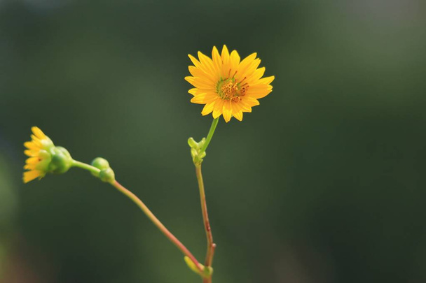 Bardzo uproszczony strzał żółty kwiat, Daisy prawdopodobnie. Z zielonym niewyraźne tło, skupić się na minimalistyczne kwiat, ale potężny w jego piękno. Czasami możemy znaleźć żółtą magię - Zdjęcie, obraz