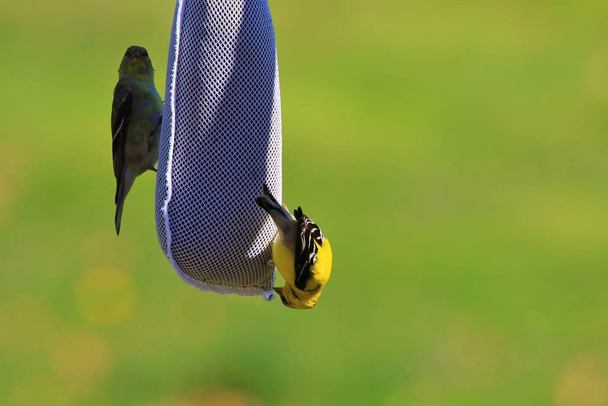 Goudvink bezoek een Thistle sok in my back Garden, Saint Louis, Missouri, VS. Met een prachtig gouden verenkleed is deze inheemse wilde vogel gewoon dol op vogelvoeders. Deze kleine kerel kan elke tuin verfraaien - Foto, afbeelding