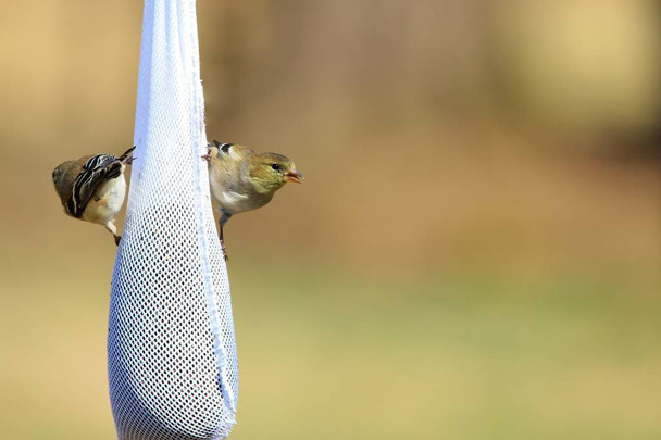 Gold Finch visita uma meia de cardo no meu jardim, Saint Louis, Missouri, EUA. Com uma bela plumagem dourada, este pássaro selvagem nativo adora alimentadores de pássaros. Este pequenote pode embelezar qualquer jardim.
 - Foto, Imagem