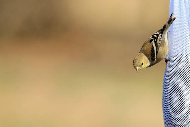 Goldfink besucht eine Distelsocke in meinem Garten, Saint Louis, Missouri, USA. Dieser einheimische Wildvogel mit seinem schönen goldenen Gefieder liebt einfach Vogelfutterspender. Dieser kleine Kerl kann jeden Garten verschönern - Foto, Bild