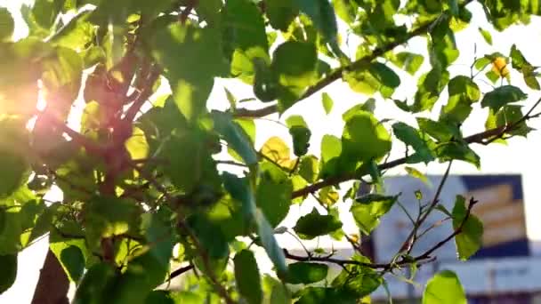 Birch tree with leaves fluttering on wind and blinking sun - 映像、動画