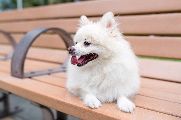 Pomeranian dog sit on bench in park - Valokuva, kuva