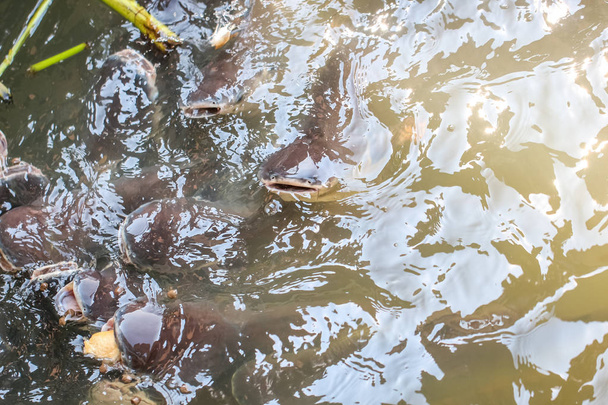 Crowd of catfish and sawai in the aqua water, feeding food - Photo, Image