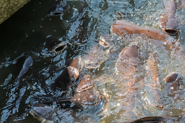 Crowd of catfish and sawai in the aqua water, feeding food - Photo, Image
