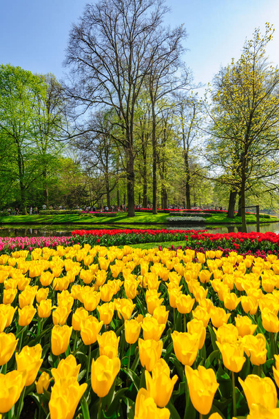 Цветочные клумбы Keukenhof Gardens в Лиссе, Нидерланды
 - Фото, изображение