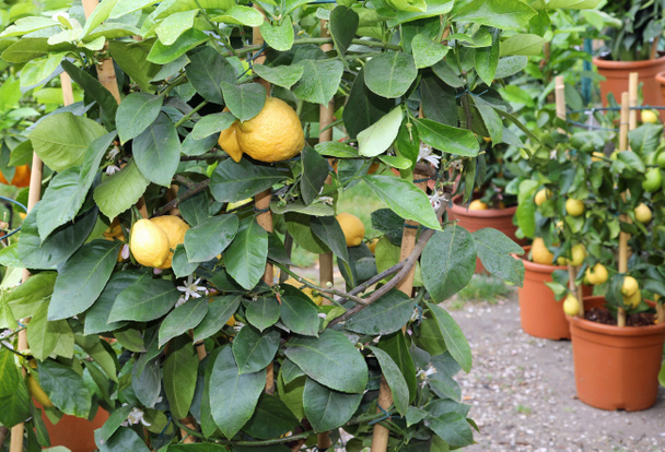 желтые лимоны и зеленые листья цитрусовых растений
 - Фото, изображение