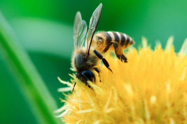 Les abeilles sur les fleurs jaunes dans la nature fleurissent
. - Photo, image