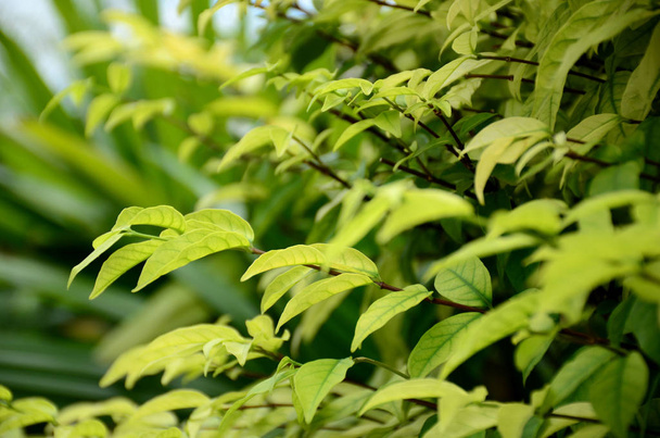 κλείσιμο φυτών με πράσινα φύλλα που αναπτύσσονται σε εξωτερικούς χώρους κατά τη διάρκεια της ημέρας - Φωτογραφία, εικόνα