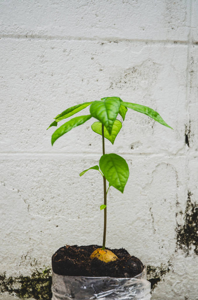 アボカドの種植物の栽培。小さな木緑の木オブジェクトに焦点を当てない - 写真・画像