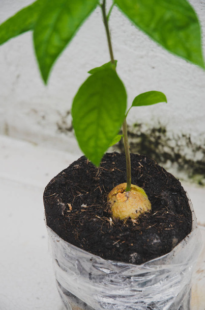 The seed of avocado.Growing plants.Small tree.Green tree.Do not focus on objects - Foto, immagini
