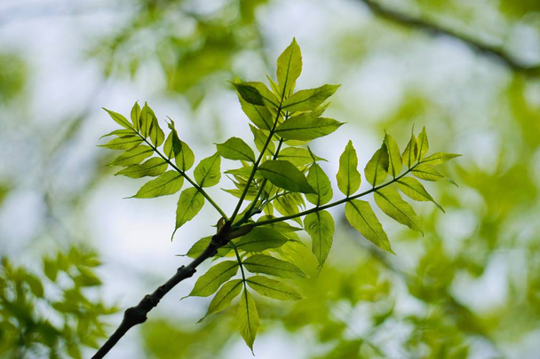 feuilles d'arbre vert texturées dans la nature en été
 - Photo, image