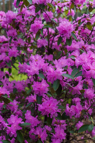 The first spring flowers of lilac rhododendrons. Early spring. - Photo, Image