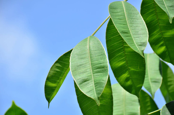 κλείσιμο φυτών με πράσινα φύλλα που αναπτύσσονται σε εξωτερικούς χώρους κατά τη διάρκεια της ημέρας - Φωτογραφία, εικόνα