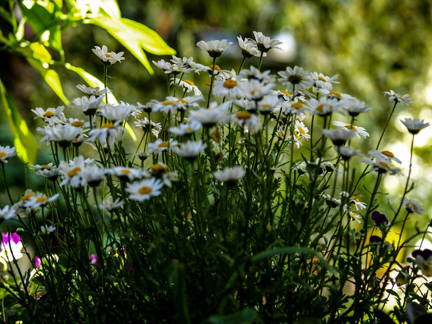 simply daisies in the green garden - Photo, Image