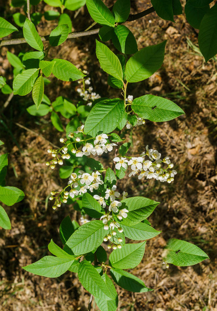 The snow-white flowers of the bird cherry against the background of spring greens. - Photo, Image