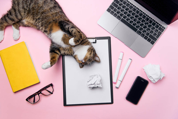 Funny cat lying on the office desk and playing with crumpled paper balls. - Foto, afbeelding