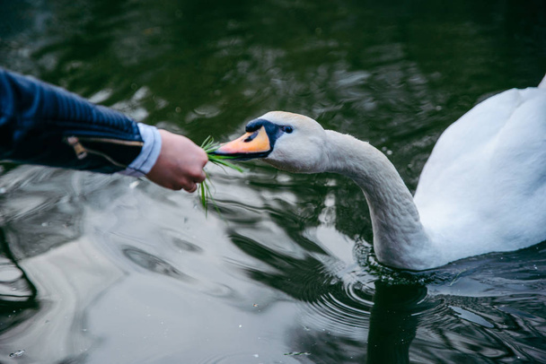 feeding swans on lake - Foto, afbeelding