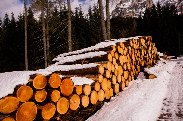 木の木材をカット。切り取られた木の背景画像。木の丸太の山。自然な木製の背景. - 写真・画像