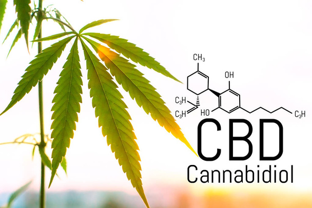 Cannabis concept as a universal remedy, pharmaceutical CBD oil.  - Фото, зображення