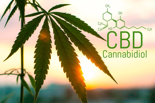 Cannabis concept als universele remedie, farmaceutische CBD olie.  - Foto, afbeelding