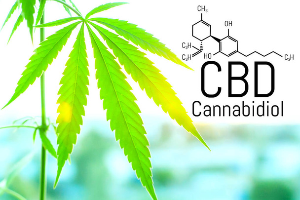 Concepto de cannabis como remedio universal, aceite farmacéutico de CBD
.  - Foto, Imagen