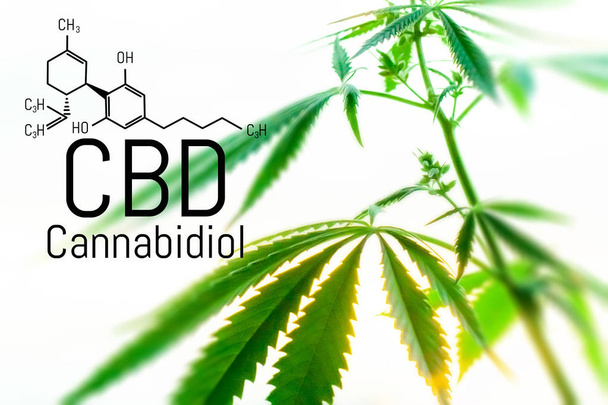 Cannabis concept as a universal remedy, pharmaceutical CBD oil.  - Fotoğraf, Görsel